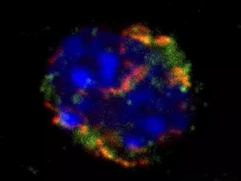 造血干细胞(HSC)移植改善新方式