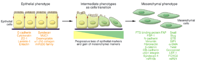 EMT与TGF-beta那些不得不说的事儿