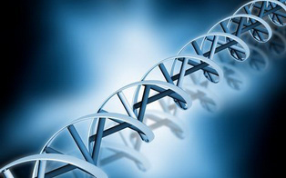 人alpha-Galactosidase A/GLA  ELISA检测试剂盒