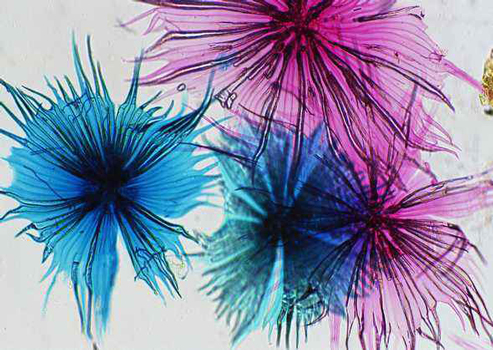 细胞裂解液产品汇总