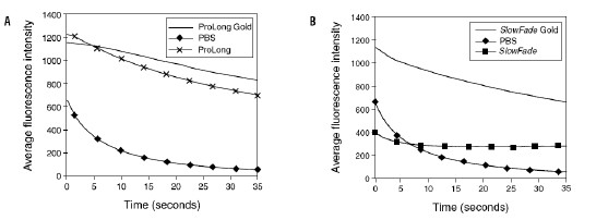 Figure 2. ProLong? Gold (图 A) and SlowFade? Gold (图 B) 抗淬灭剂有效防止光漂白用不同的抗淬灭剂将 FITC 标记的微球封片,100 瓦贡弧灯照射 30 秒,40x/1.3 NA 油镜观察,12-bit 单色 CCD 成像。取20 个微球的平均荧光强度作图。