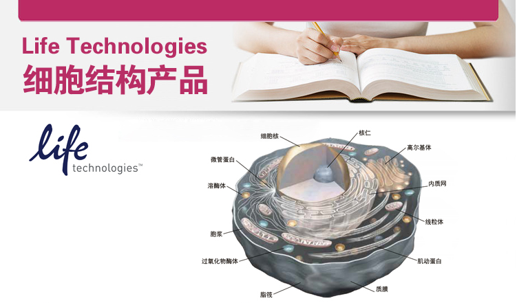 Life Technologies细胞结构产品（五）