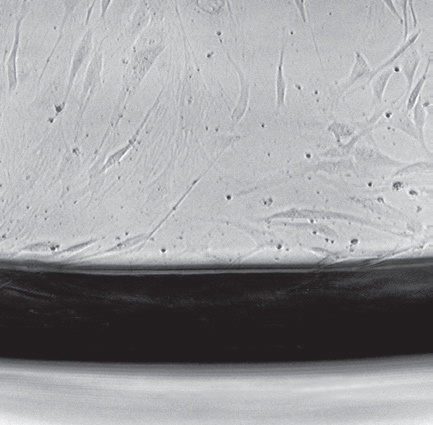 Eppendorf 细胞培养与细胞成像产品