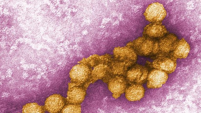 抗生素增加了小鼠对登革热、西尼罗河病毒和寨卡病毒的敏感性
