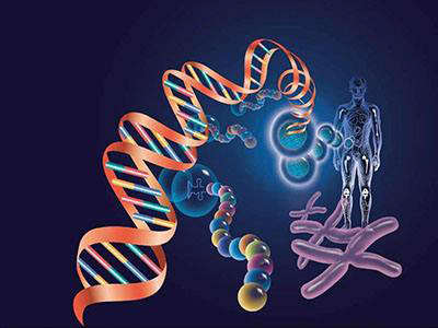 人骨形态发生蛋白-7 ELISA检测试剂盒