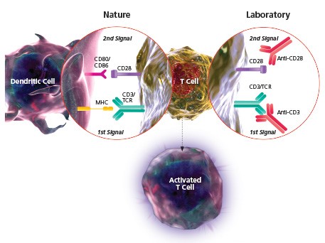 T细胞活化示意图