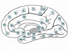 人类大脑是如何听出说话韵律的