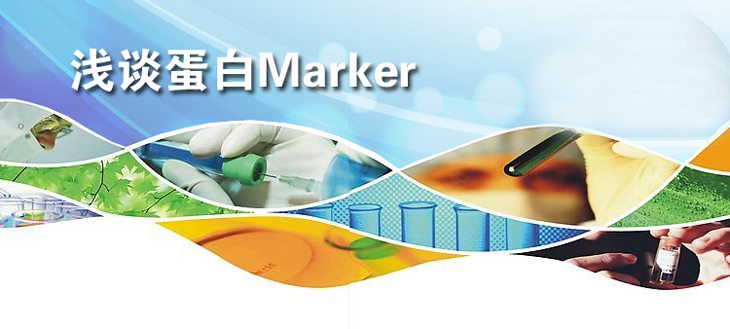 Western实验中浅谈蛋白Marker