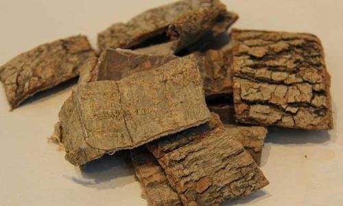 我国首次完成杜仲基因测序