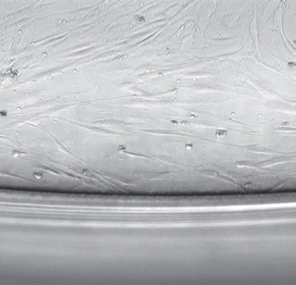 Eppendorf 细胞培养与细胞成像产品