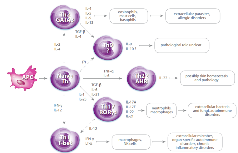 Th1细胞分化与流式检测