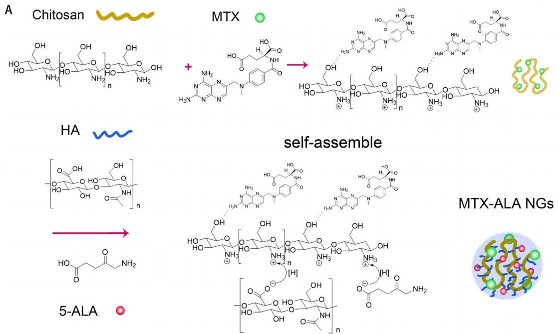 MTX-ALA NGs的制备示意图