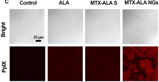 使用CLSM观察的细胞内PpIX转换(红色)