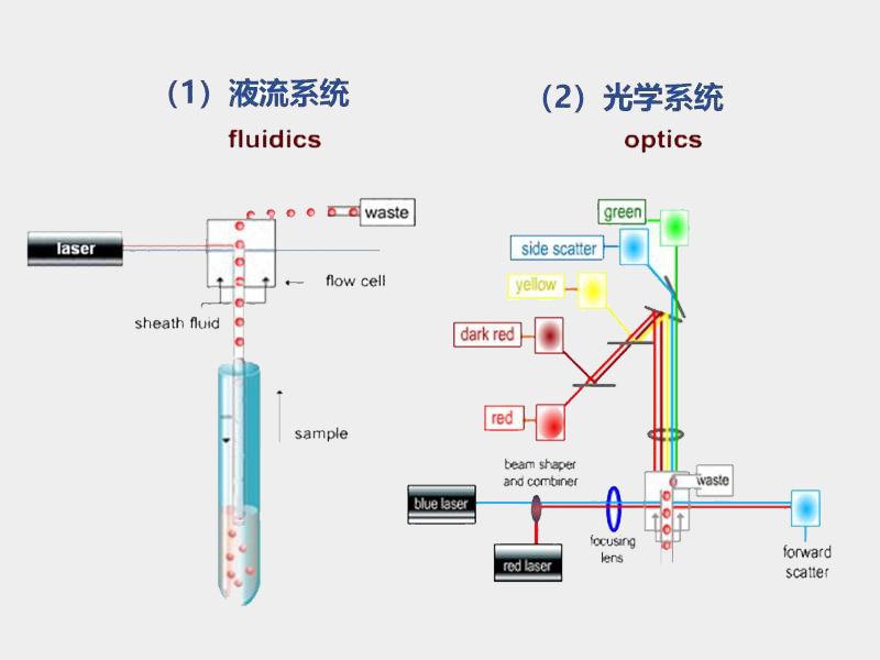 Read more about the article 流式细胞术知识分享 一 仪器篇