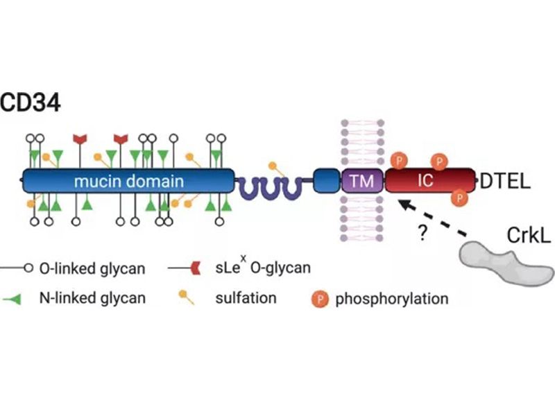 Read more about the article CD34：不只是抗原标记物