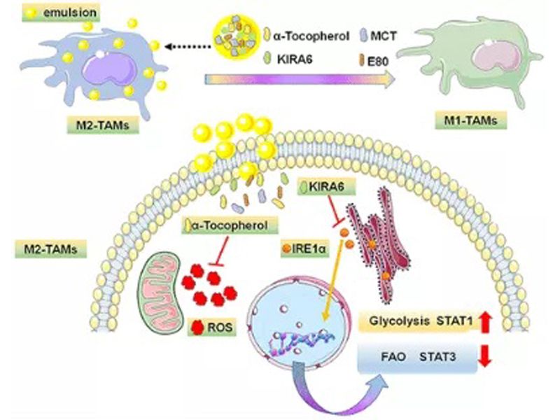 Read more about the article 极化巨噬细胞以降低肿瘤对PD-1免疫疗法的耐受性