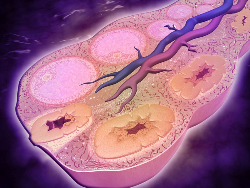 Read more about the article ELISA通关必备丨样本篇丨常见样本丨组织