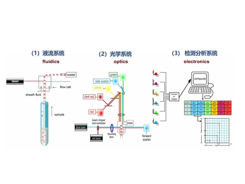 Read more about the article 关于流式细胞仪你了解多少？
