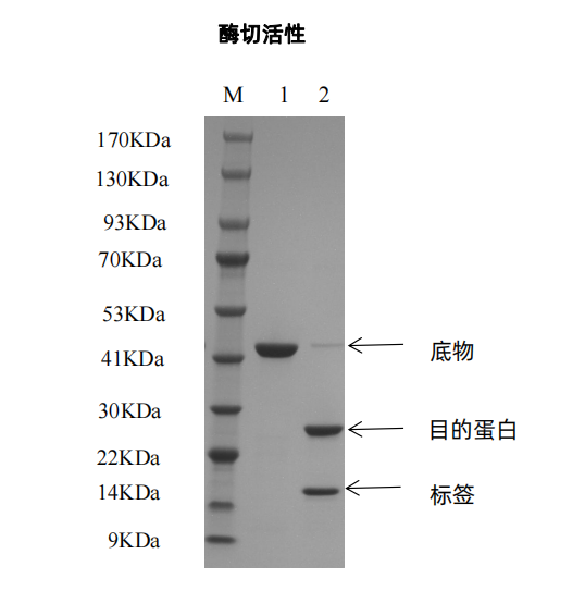 1:酶切前;2:酶切后。根据酶的用量:目标蛋白(质量比)= 1 : 200,加入SUMO酶后,在4℃下过夜消化 - 结果示例图片