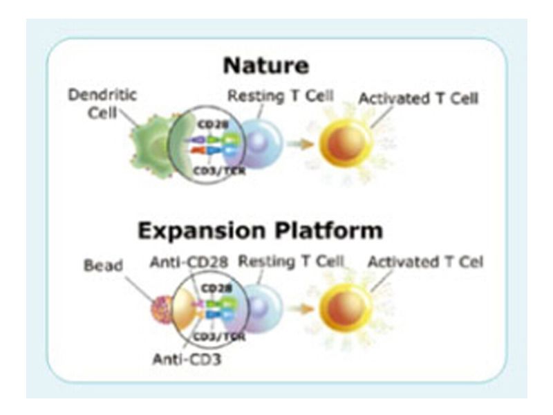 Read more about the article T细胞活化和扩增的利器