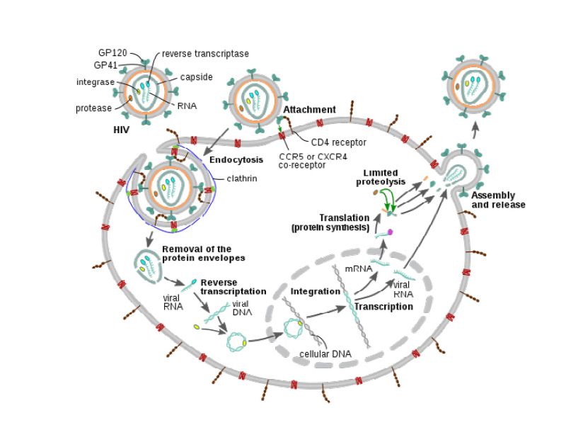 Read more about the article BioVision推荐：抗病毒试剂