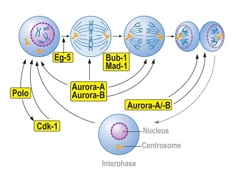 Read more about the article 酶家族之极光激酶抑制剂