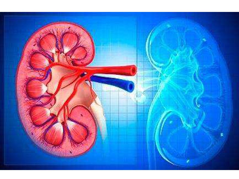 Read more about the article 新研究揭示自身免疫性肾病是如何发生的？