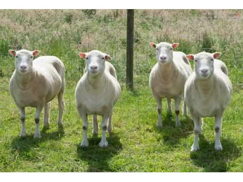 Read more about the article 生物学分析：克隆猴 VS 克隆羊