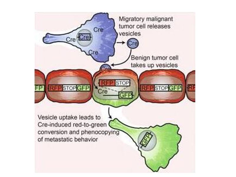 Read more about the article 盘点：2015年外泌体领域十大前沿进展