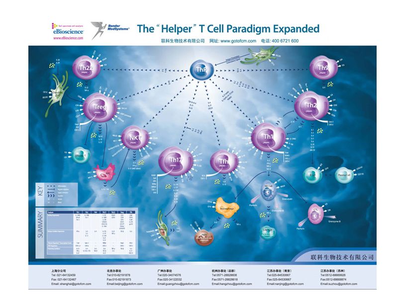 Read more about the article Th1/Th2/Th9/Th17/Th22/Treg 细胞分化挂图