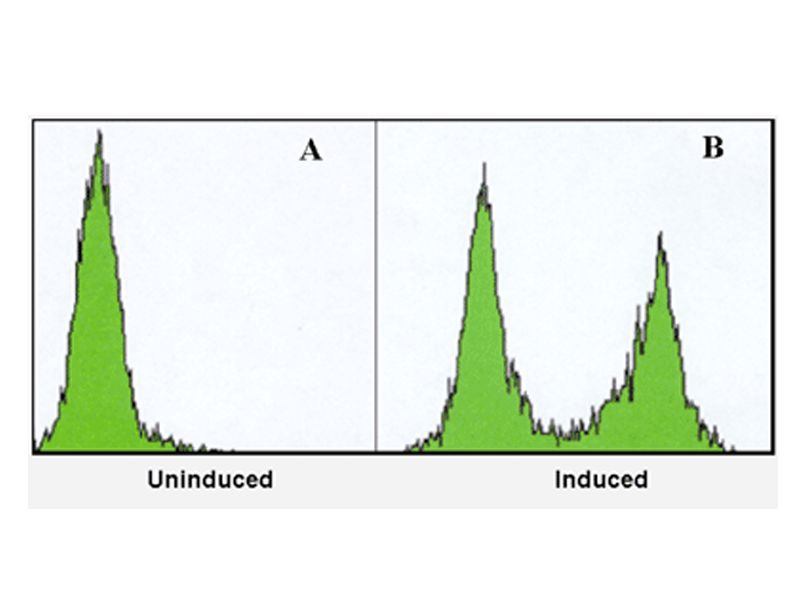 Read more about the article 最快捷的Caspase 活性检测试剂方法—别点我！