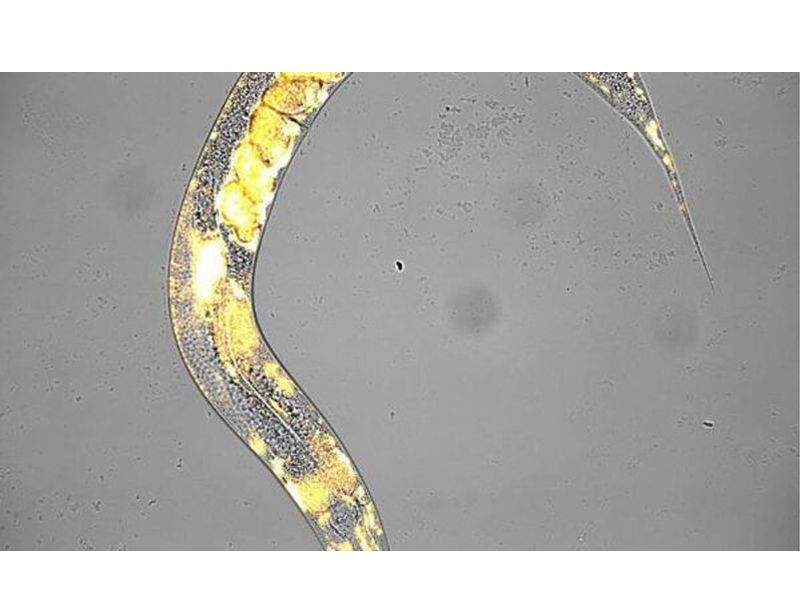 Read more about the article 母亲的年龄真的会影响后代的机体特征吗？