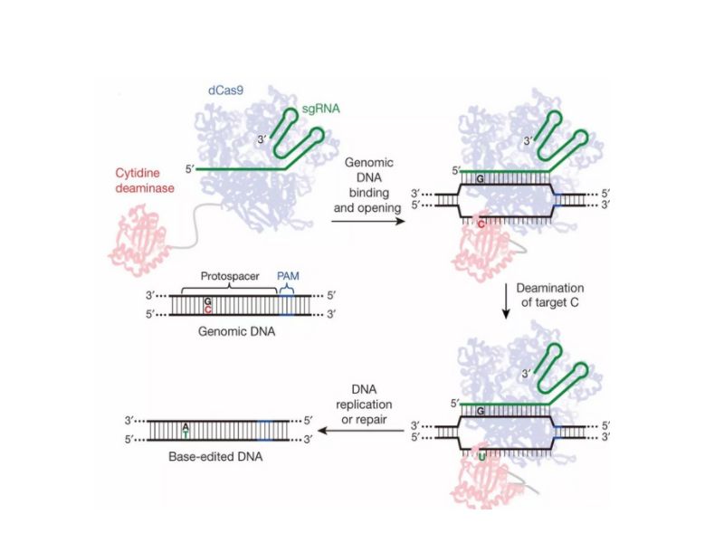 Read more about the article 预测：生物科研黑科技单碱基编辑技术