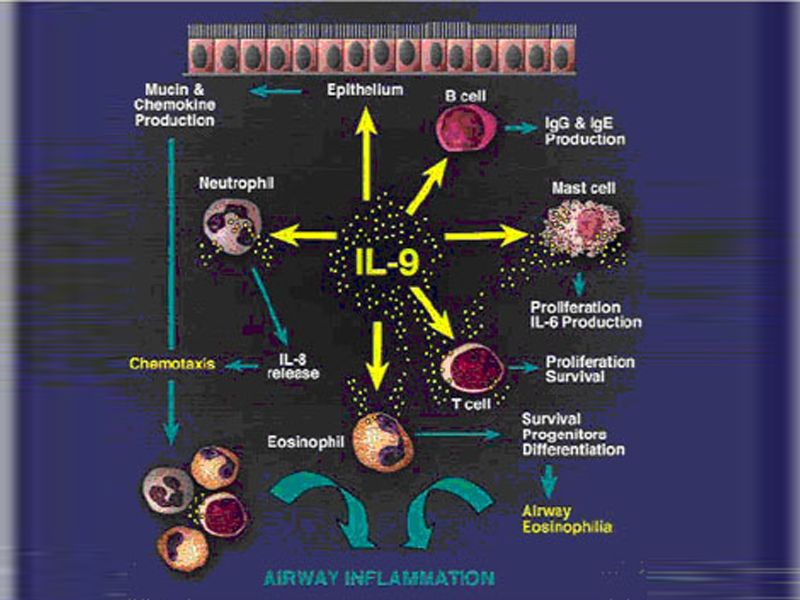 Read more about the article Th9细胞：Th细胞亚群的又一新成员