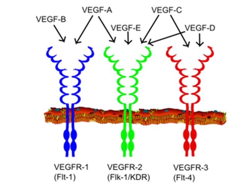 Read more about the article ELISA试剂盒推荐：血管内皮细胞生长因子受体
