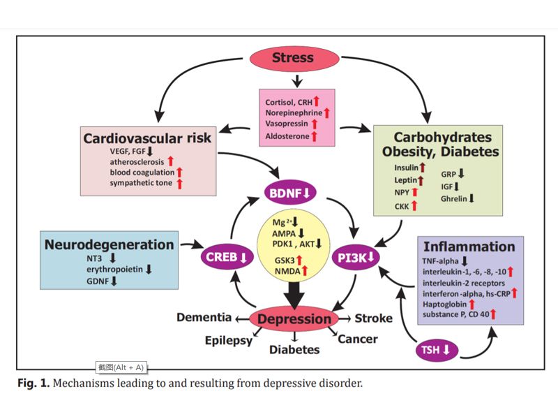 Read more about the article ELISA系列 | 神经系统疾病相关因子