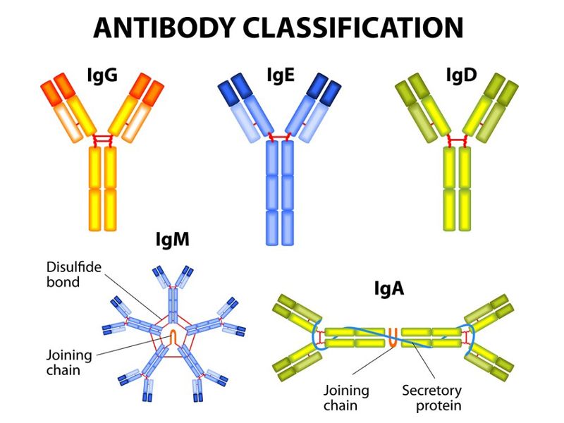 Read more about the article 免疫球蛋白IgA/D/E/G/M有什么区别？