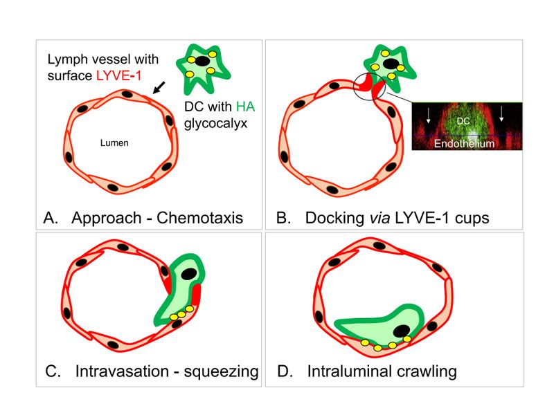 Read more about the article ELISA新品 | LYVE-1：区分血管和淋巴管的常用标志物