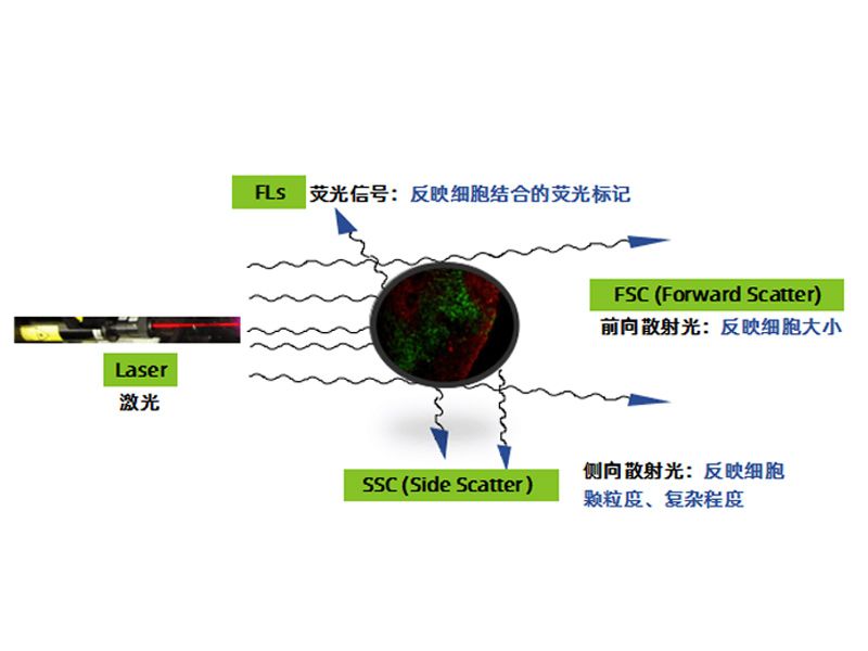 Read more about the article 分享｜流式细胞术检测信号及意义