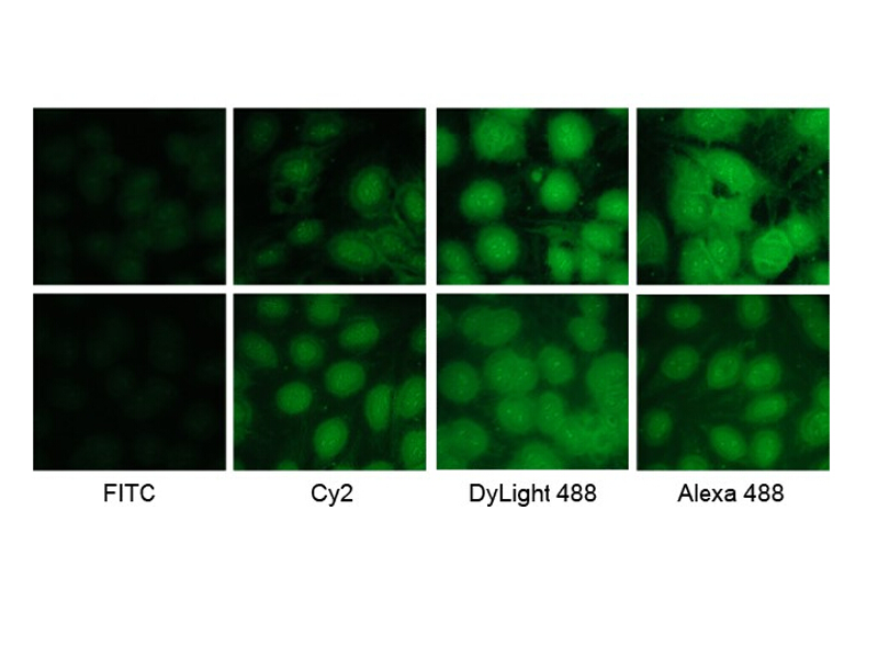 Read more about the article 现货供应：Dylight系列荧光二抗