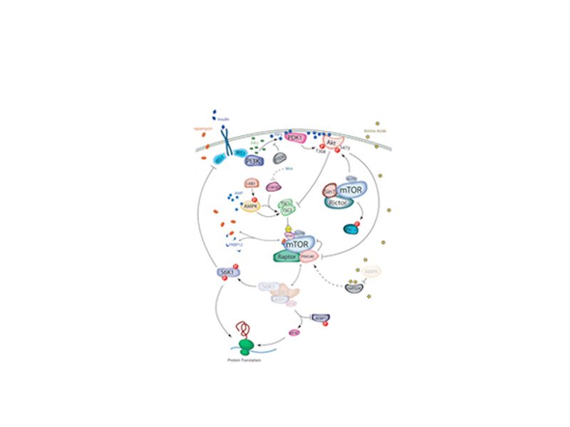 Read more about the article mTORC1-对免疫信号建立了Treg细胞的功能