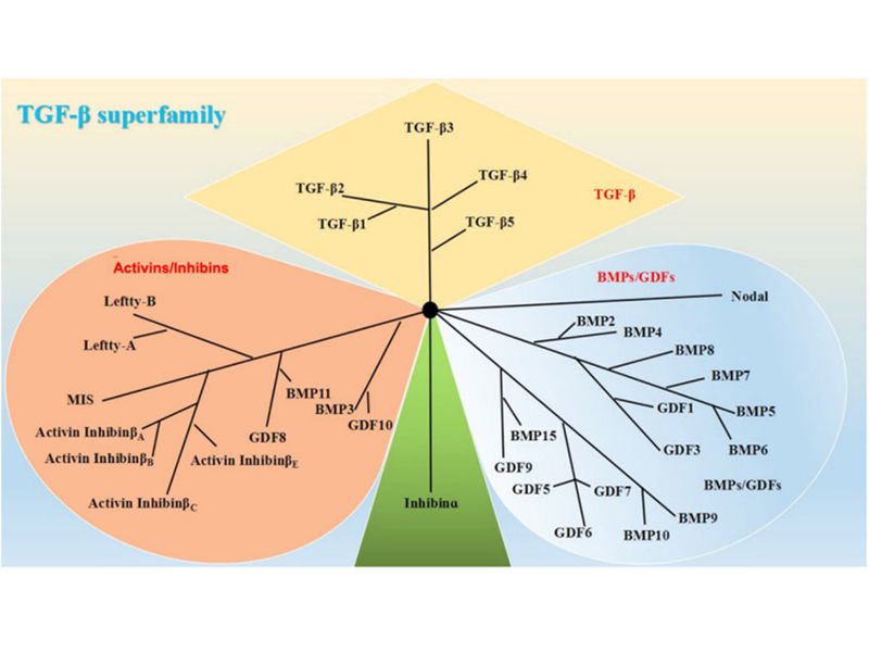 Read more about the article 骨形态发生蛋白（BMPs）属于TGF-β超家族，你知道吗？