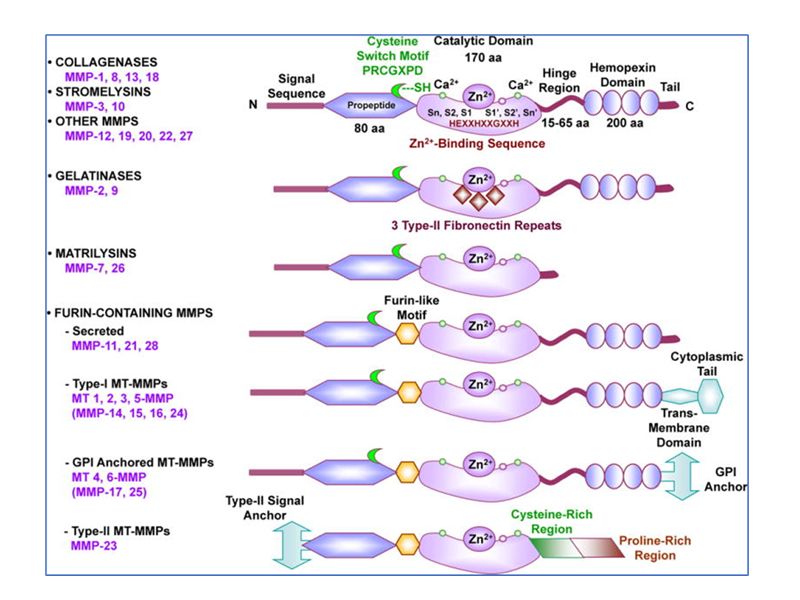 Read more about the article 基质金属蛋白酶（MMPs）种类及功能
