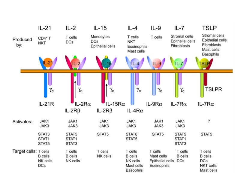 Read more about the article 实验时间 | IL-2 家族信号途径及功能