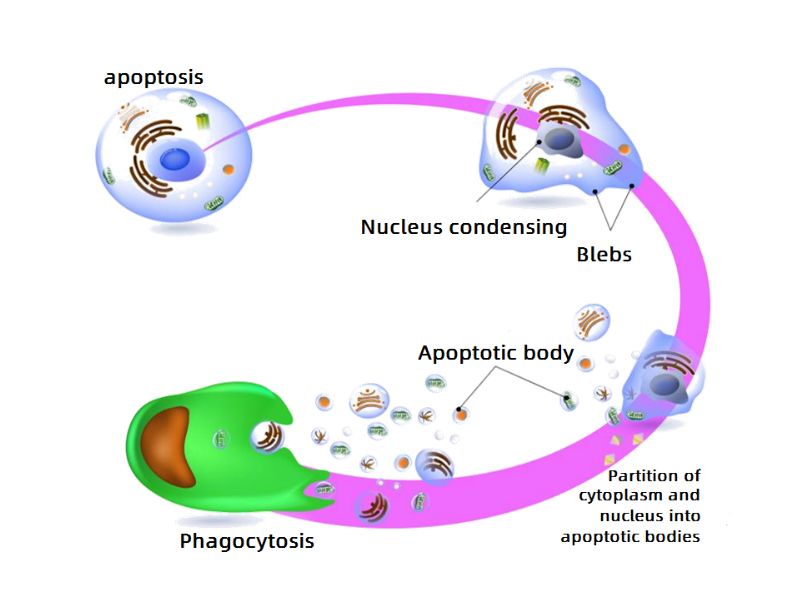Read more about the article 一篇文章搞定Annexin V检测细胞凋亡