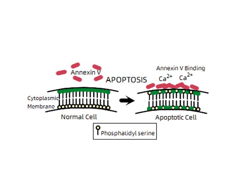Read more about the article 凋亡细胞检测方法知多少