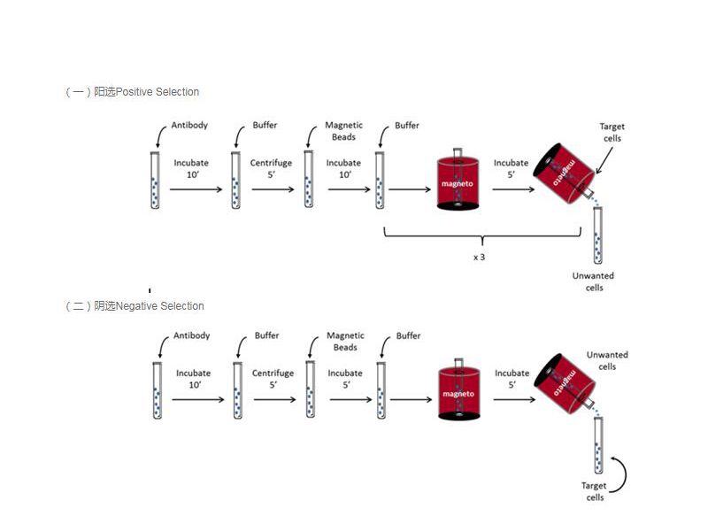 Read more about the article Magnisort细胞分选：无柱分离及分选策略