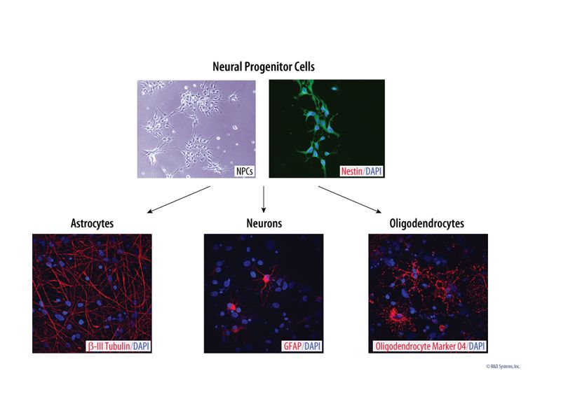 Read more about the article 现货供应：看，神经细胞培养添加剂！