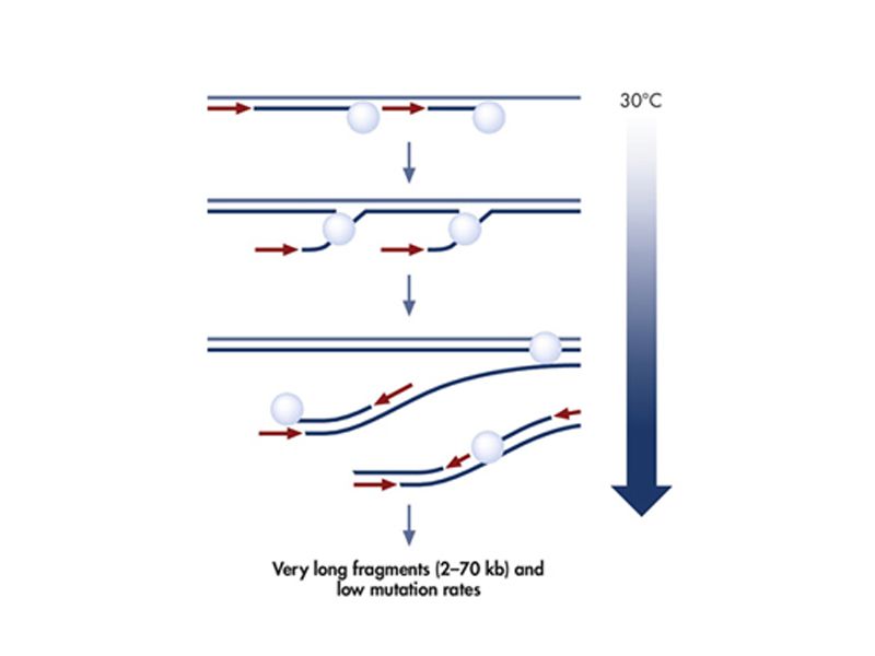 Read more about the article 什么是全基因组扩增？