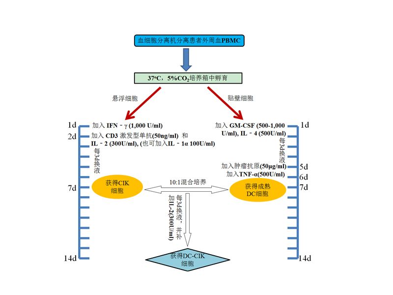 Read more about the article CIK/DC-CIK及其在细胞治疗上的应用